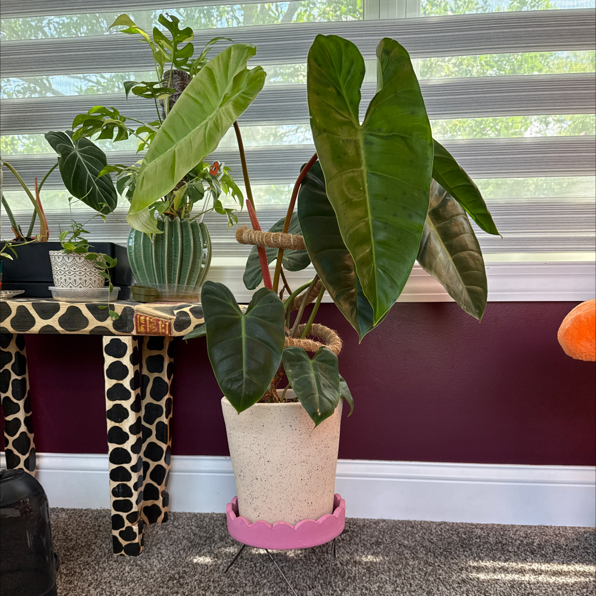 Photo of the plant species Philodendron 'El Choco Red' x billietiae by @PricklyThumb named Trixie on Greg, the plant care app