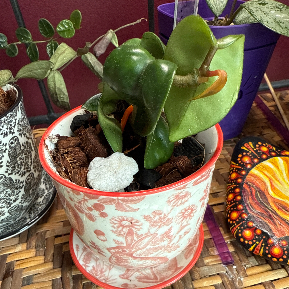 Photo of the plant species Hoya 'Swiffer's Tail' by @PricklyThumb named Jesse on Greg, the plant care app