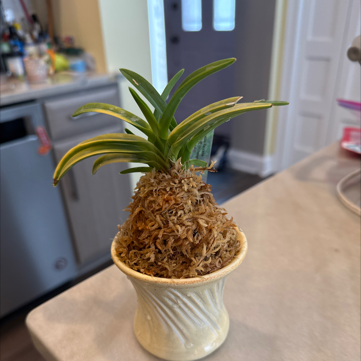 Photo of the plant species Vanda falcata by @PricklyThumb named Kyoto on Greg, the plant care app