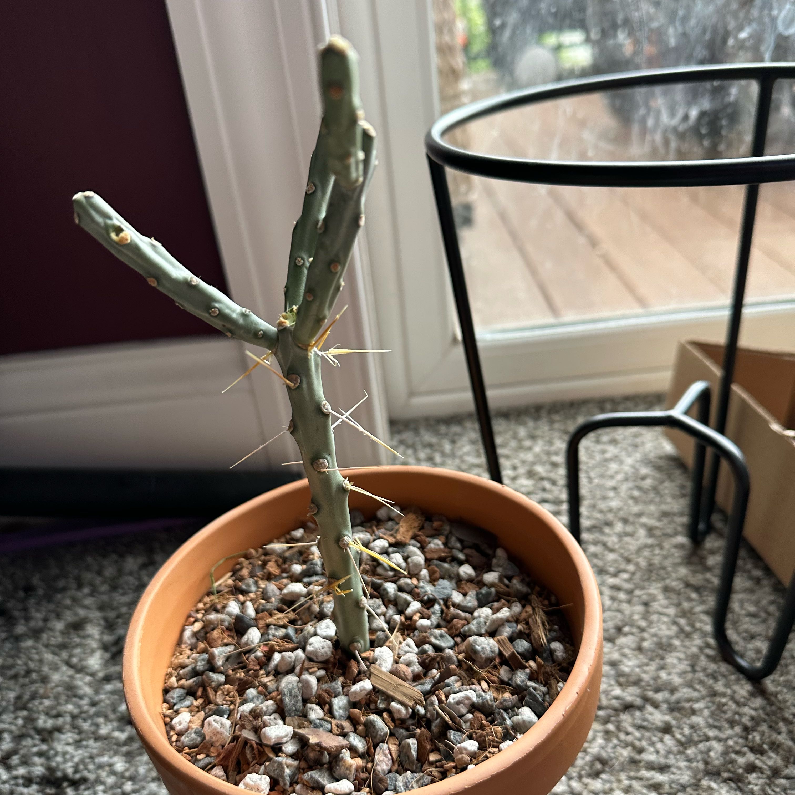 Photo of the plant species Branched Pencil Cholla by @PricklyThumb named Jackie Daytona on Greg, the plant care app