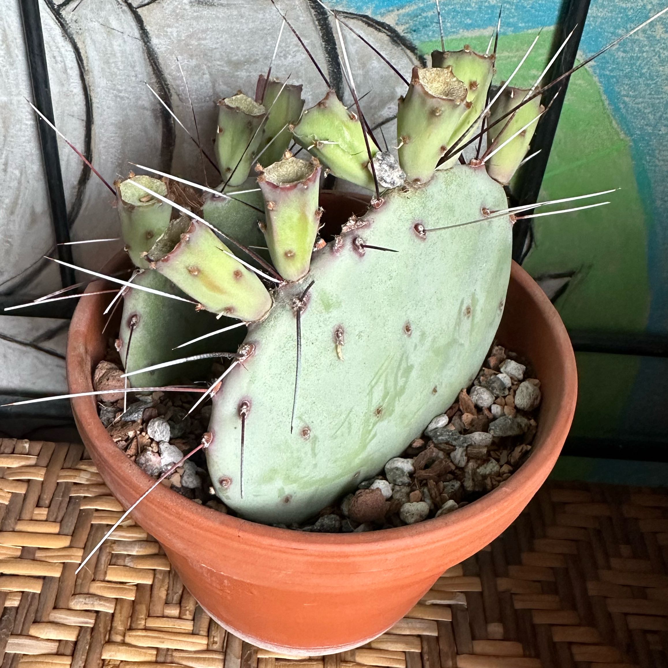 Photo of the plant species Prickly Pear Amethyst Wave by @PricklyThumb named Violet Boregard on Greg, the plant care app