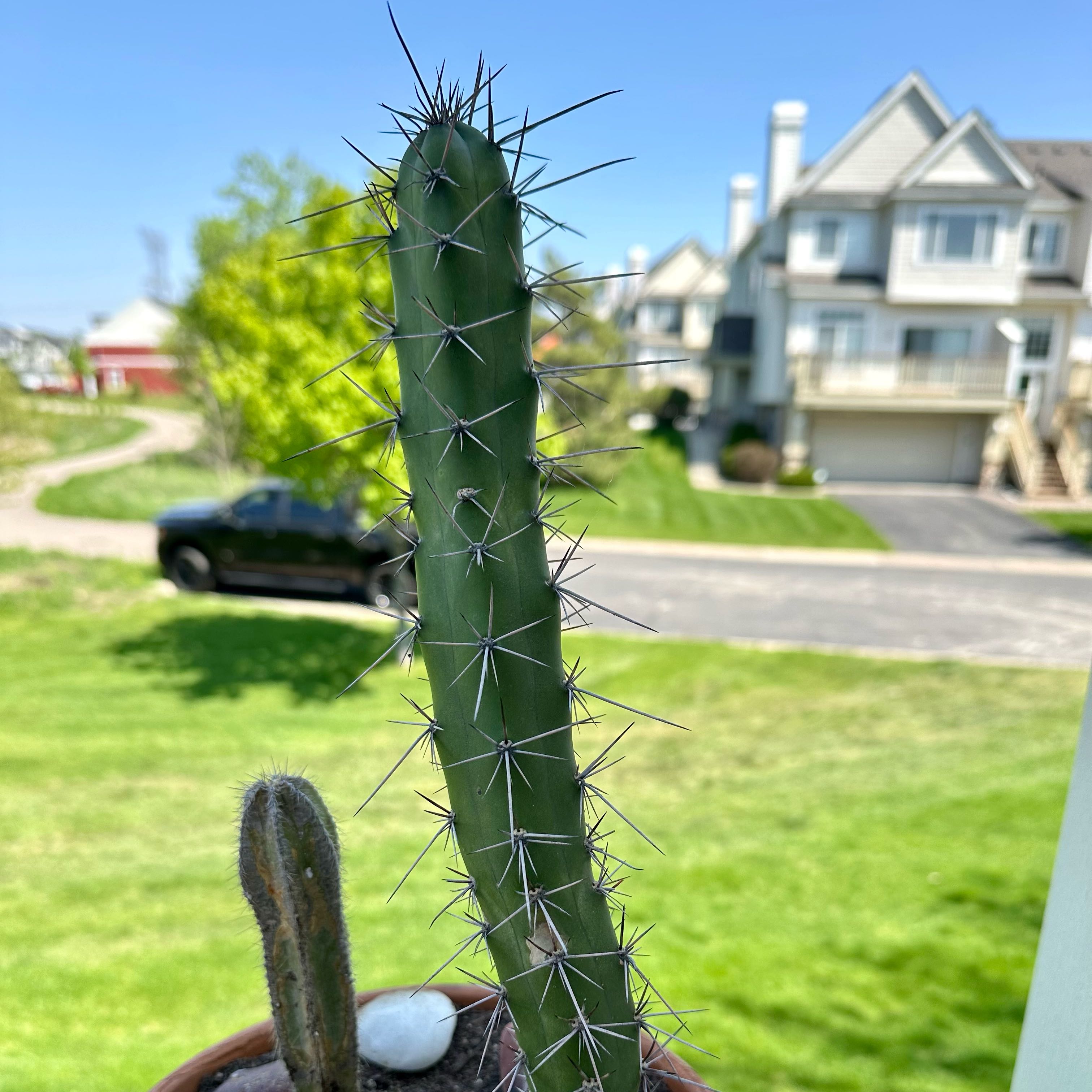Plant care for Harrisia Cactus on Greg, the plant care app