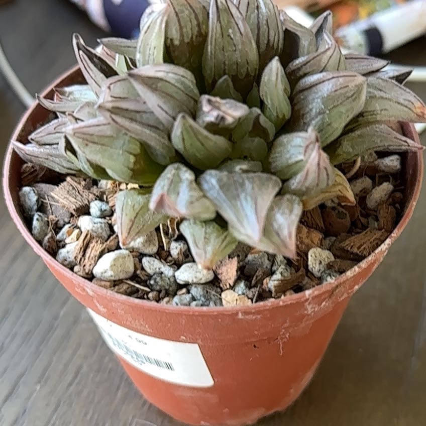 Photo of the plant species Haworthia magnifica by @PricklyThumb named Simmons on Greg, the plant care app