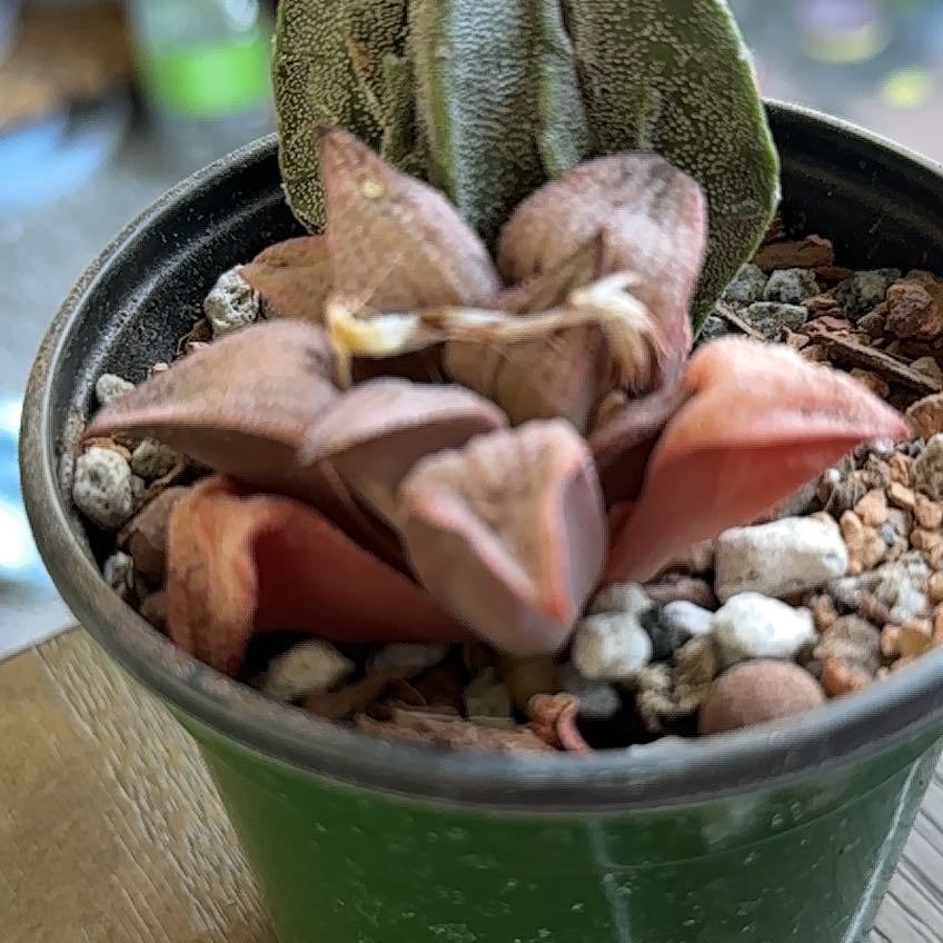 Photo of the plant species Haworthia magnifica var. splendens by @PricklyThumb named Princess Kazunomiya on Greg, the plant care app