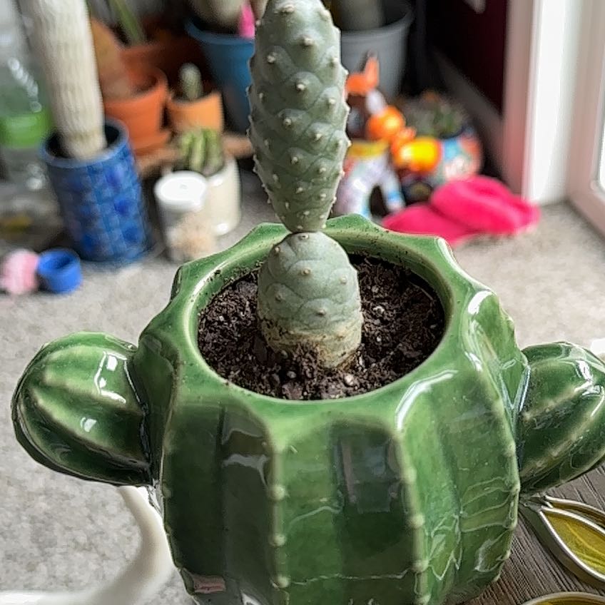 Pine Cone Cactus in a green cactus-shaped pot with soil visible.