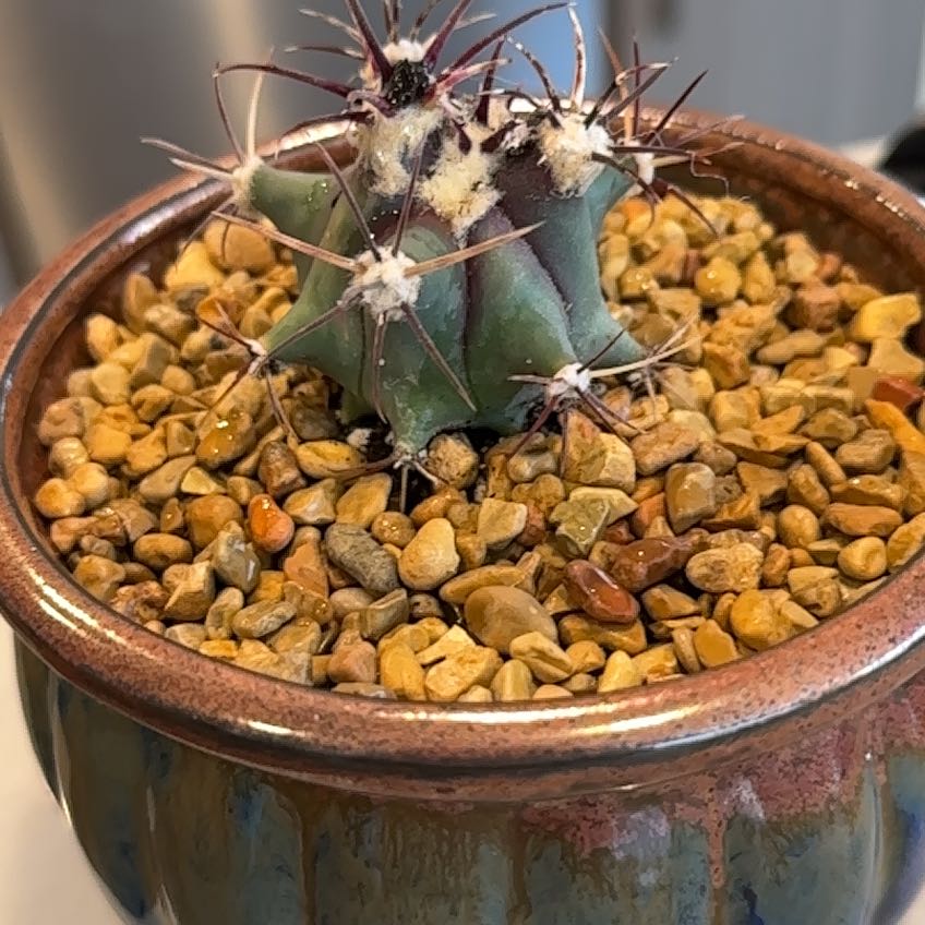 Photo of the plant species Townsend Barrel Cactus by @PricklyThumb named Townsend on Greg, the plant care app