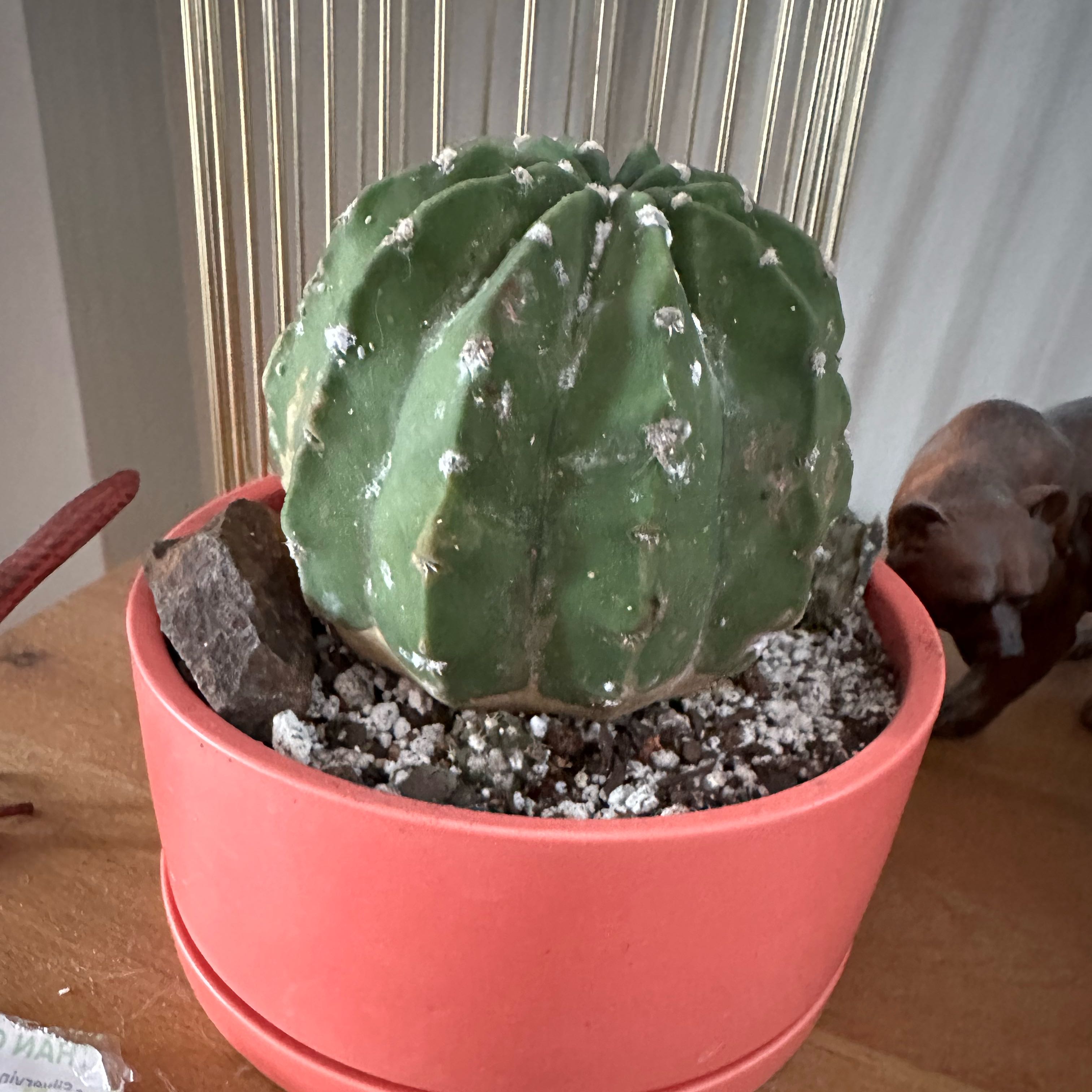 Photo of the plant species Domino Cactus by @PricklyThumb named Jules on Greg, the plant care app