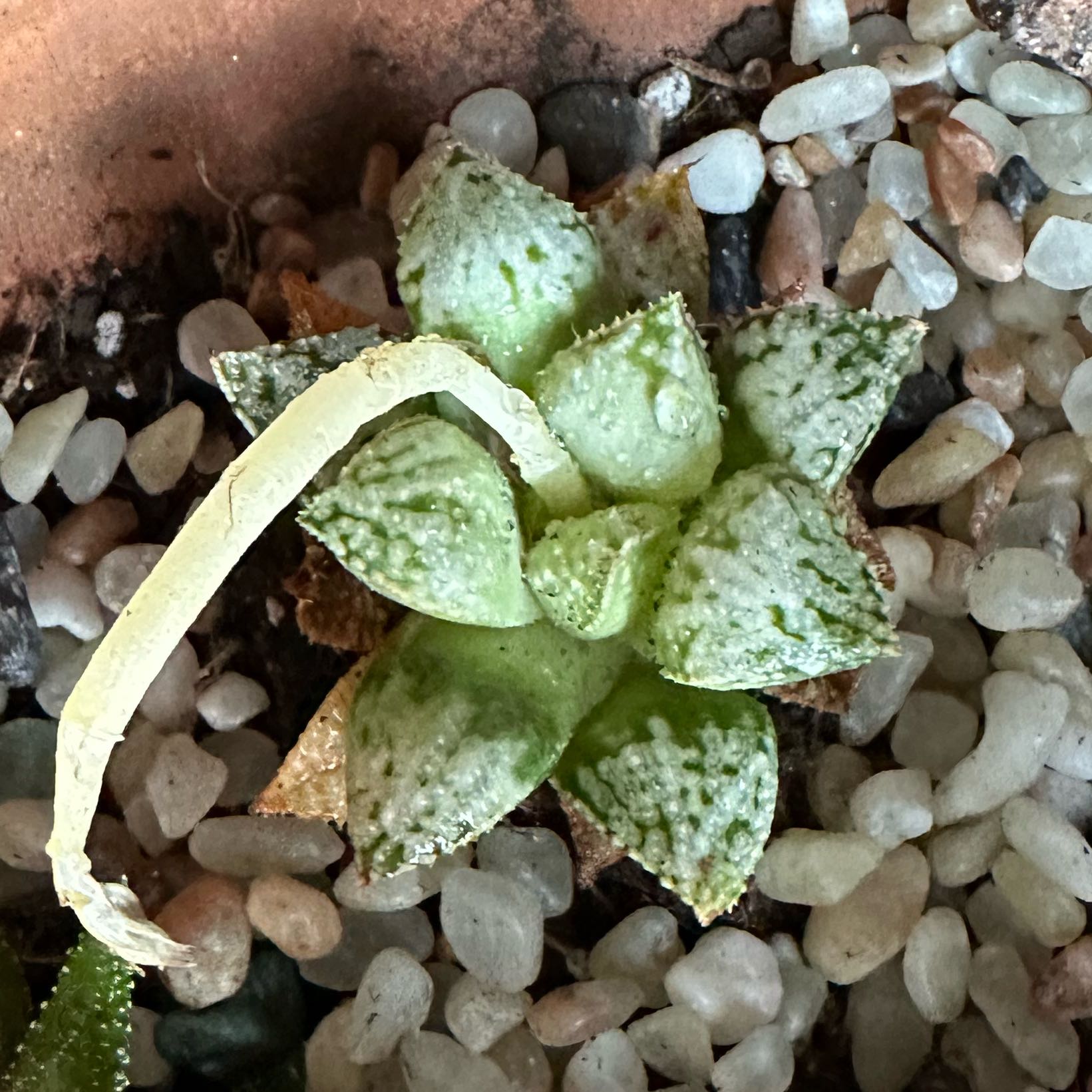 Photo of the plant species Haworthia emelyae by @PricklyThumb named April Alien Eggs on Greg, the plant care app