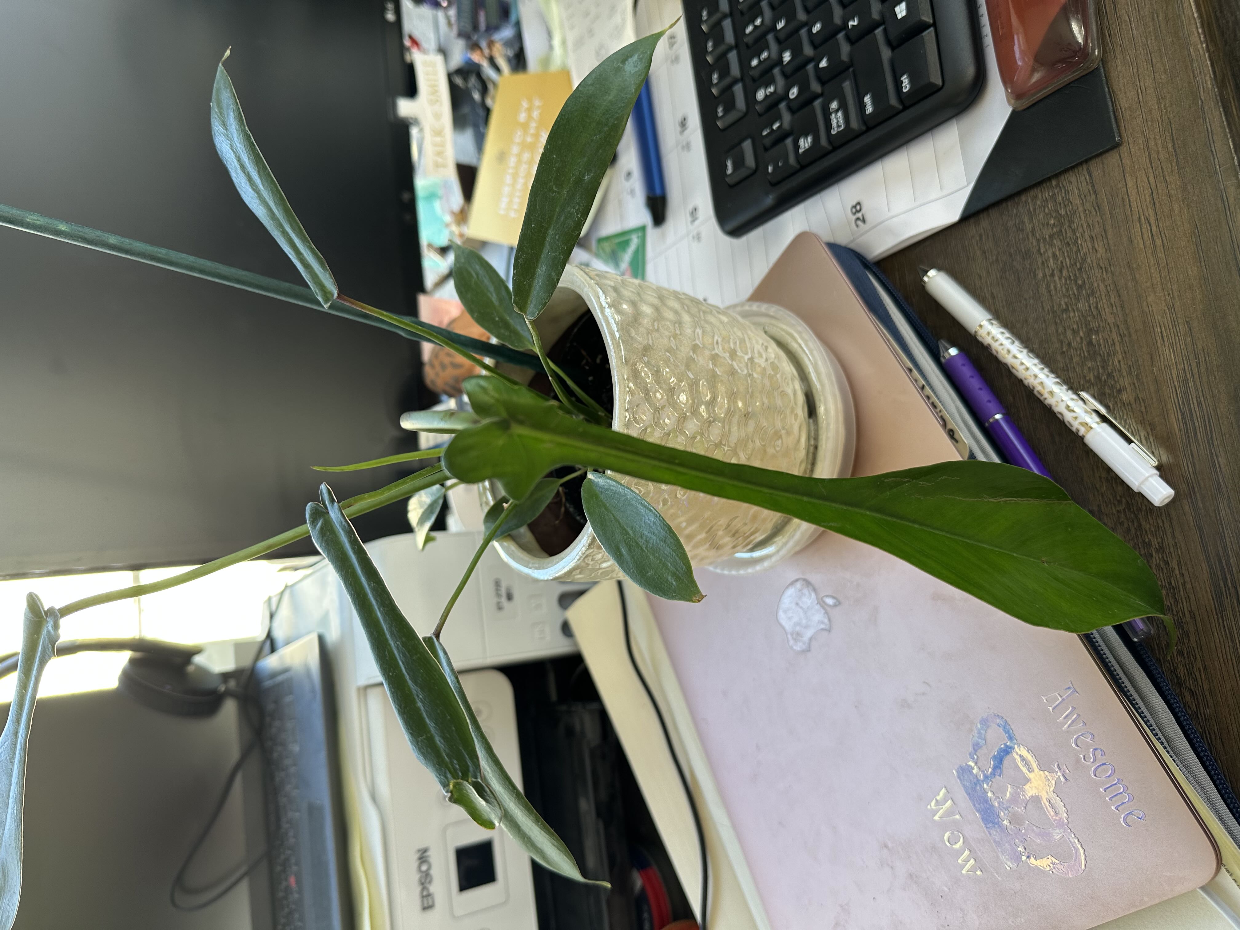 Photo from the post