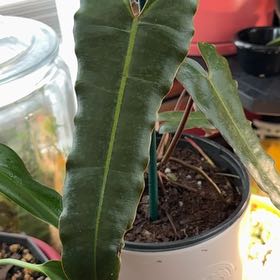 Photo of the plant species Philodendron billietiae atabapoense by @PricklyThumb named Elphaba on Greg, the plant care app