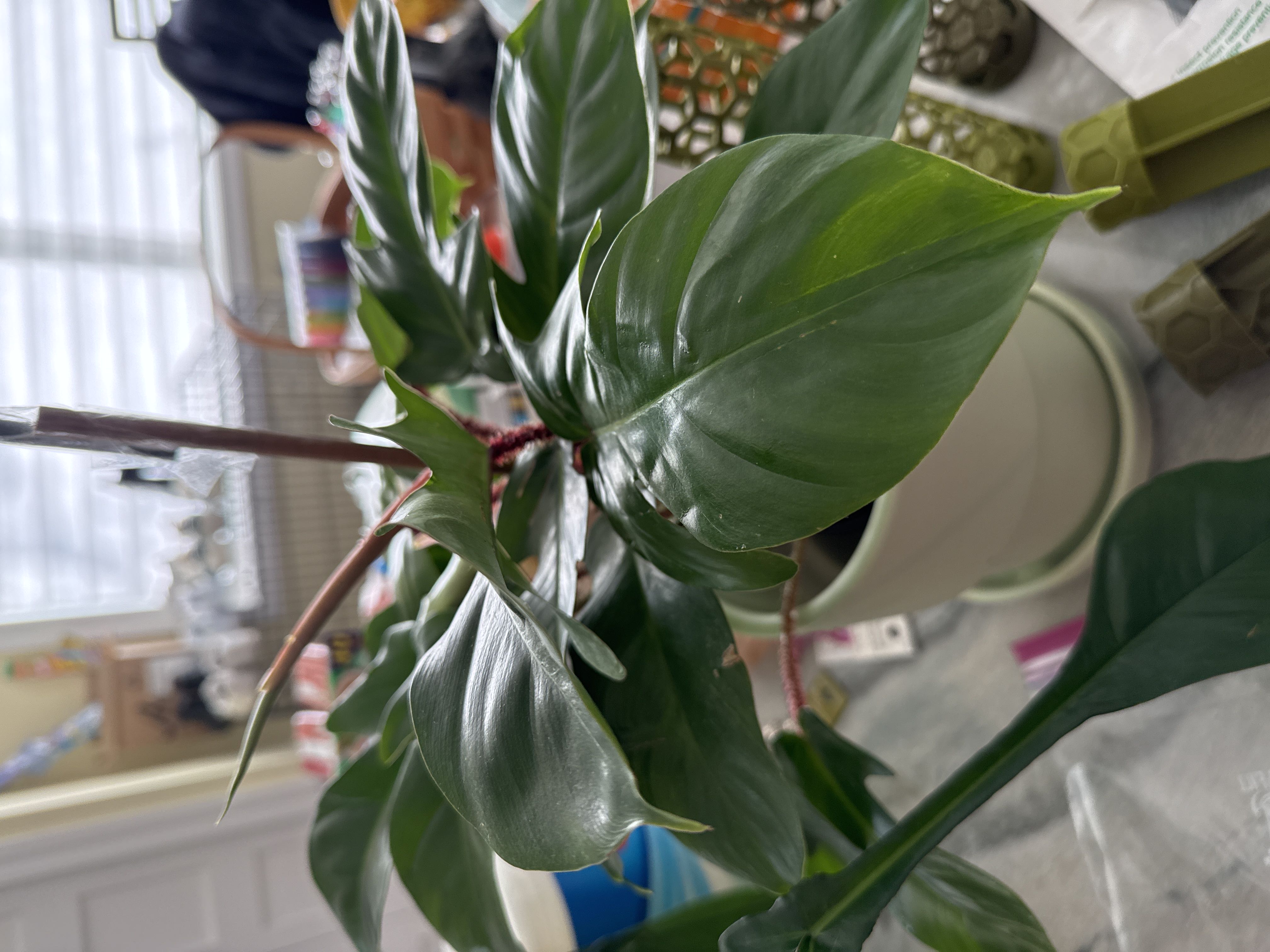 Photo from the post