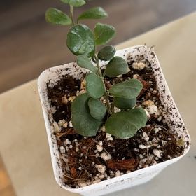Photo of the plant species Heart-Leaf Hoya by @PricklyThumb named Hoya Obcordata on Greg, the plant care app
