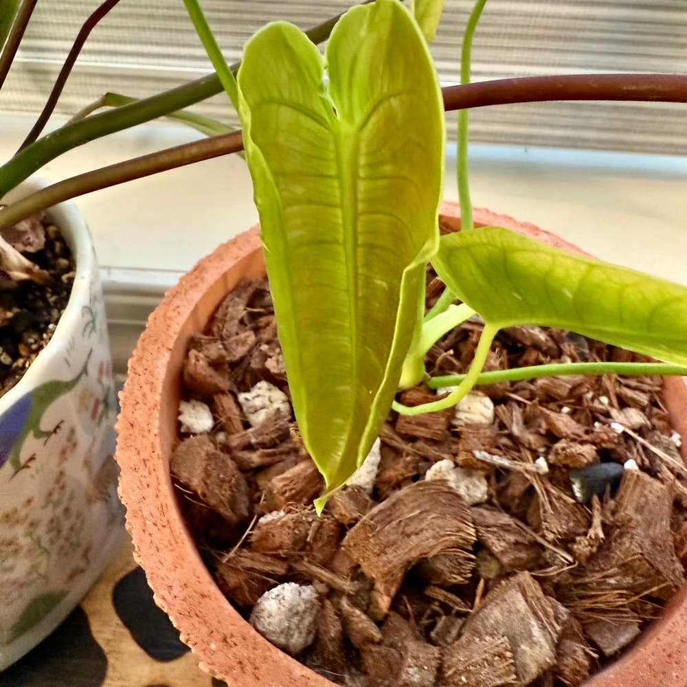 Variegated Philodendron Plant Care: Water, Light, Nutrients Variegated Philodendron Plant Care: Water, Light, Nutrients