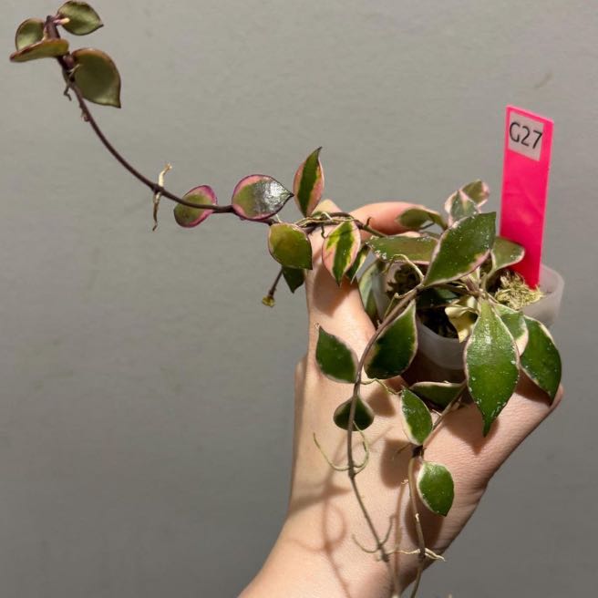 Photo of the plant species Hoya bakoensis by @PricklyThumb named Crowley (outer variegated) on Greg, the plant care app