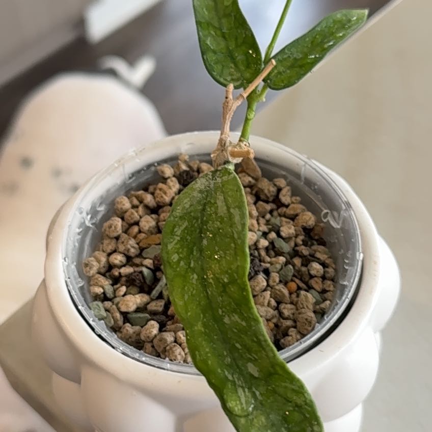 Photo of the plant species Hoya pandurata by @PricklyThumb named Vietnam on Greg, the plant care app