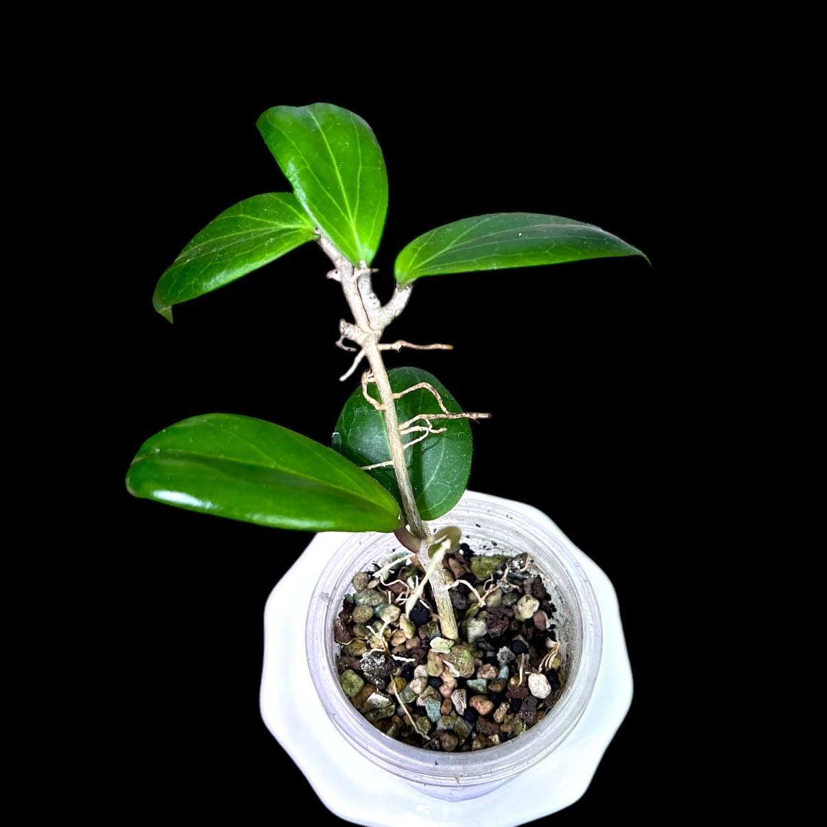 Photo of the plant species Hoya 'Swiffer's Dream' by @PricklyThumb named Swiffer’s Dream on Greg, the plant care app