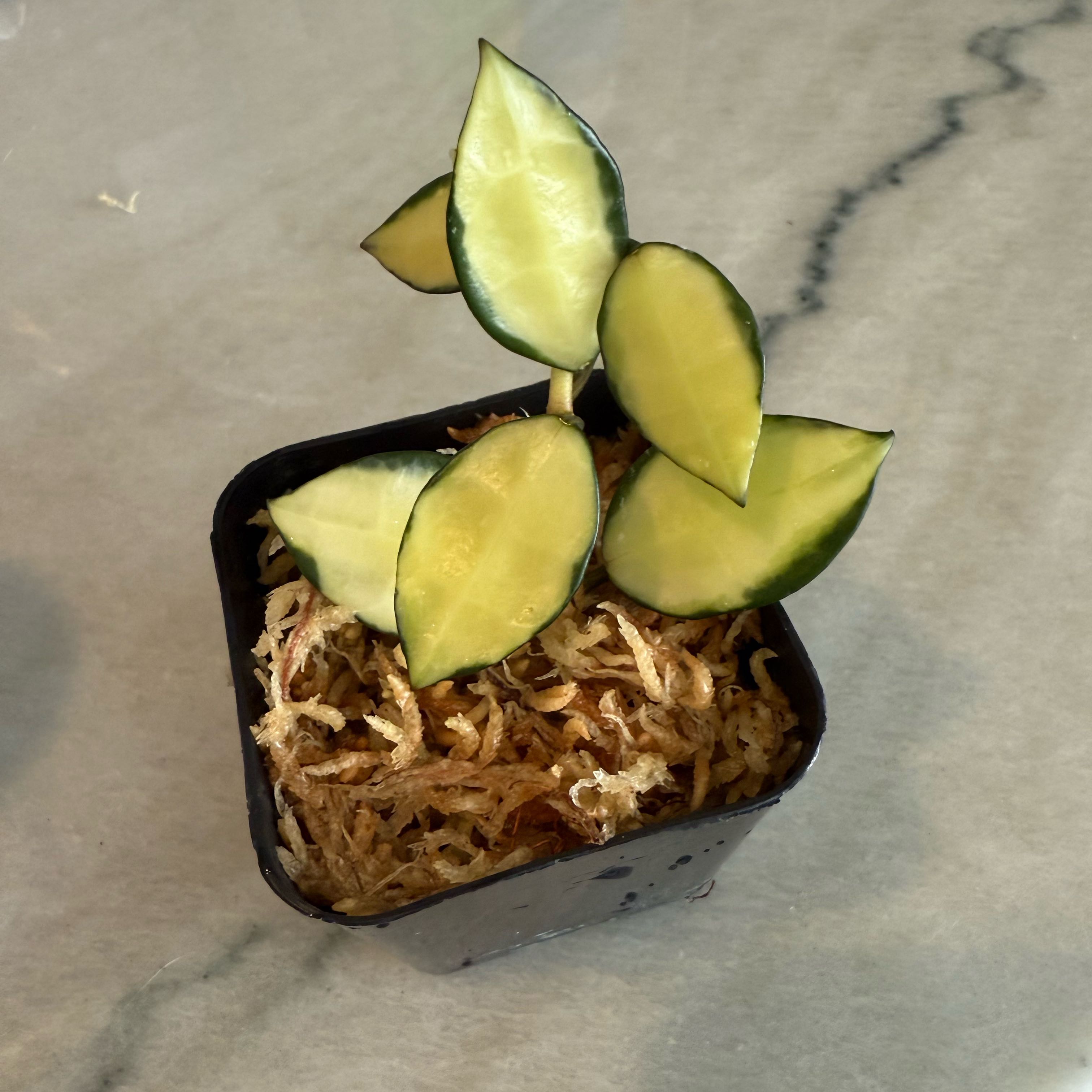 Photo of the plant species Hoya lacunosa 'Queen Midori' by @PricklyThumb named Queen Midori on Greg, the plant care app