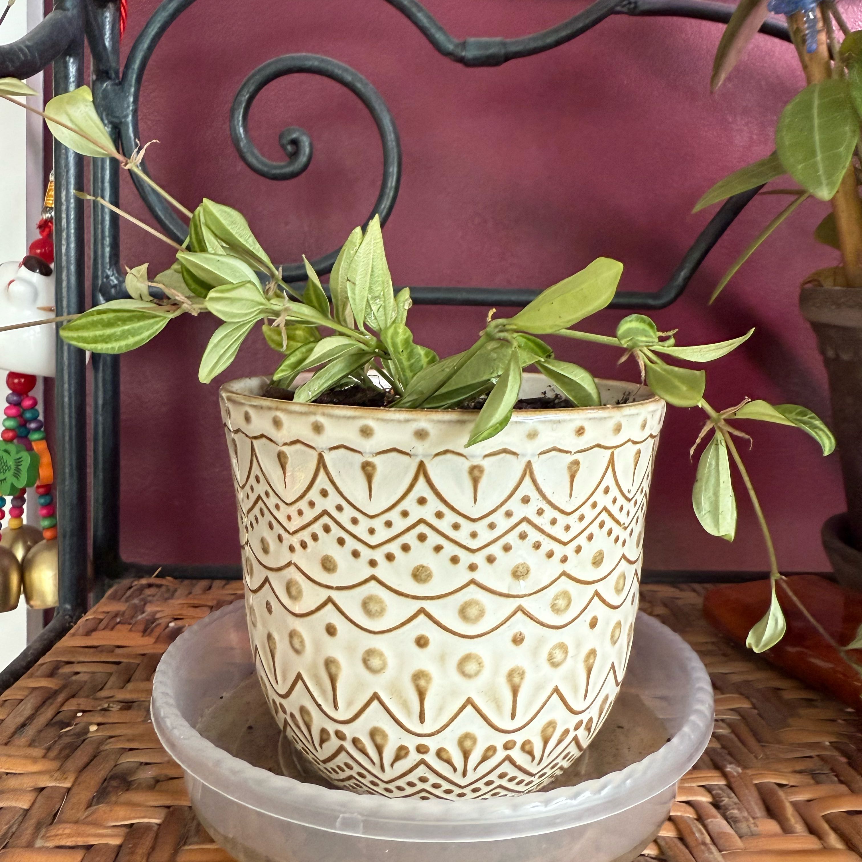 Photo of the plant species Rocca Verde by @PricklyThumb named Beast Boy (peperomia angulata) on Greg, the plant care app