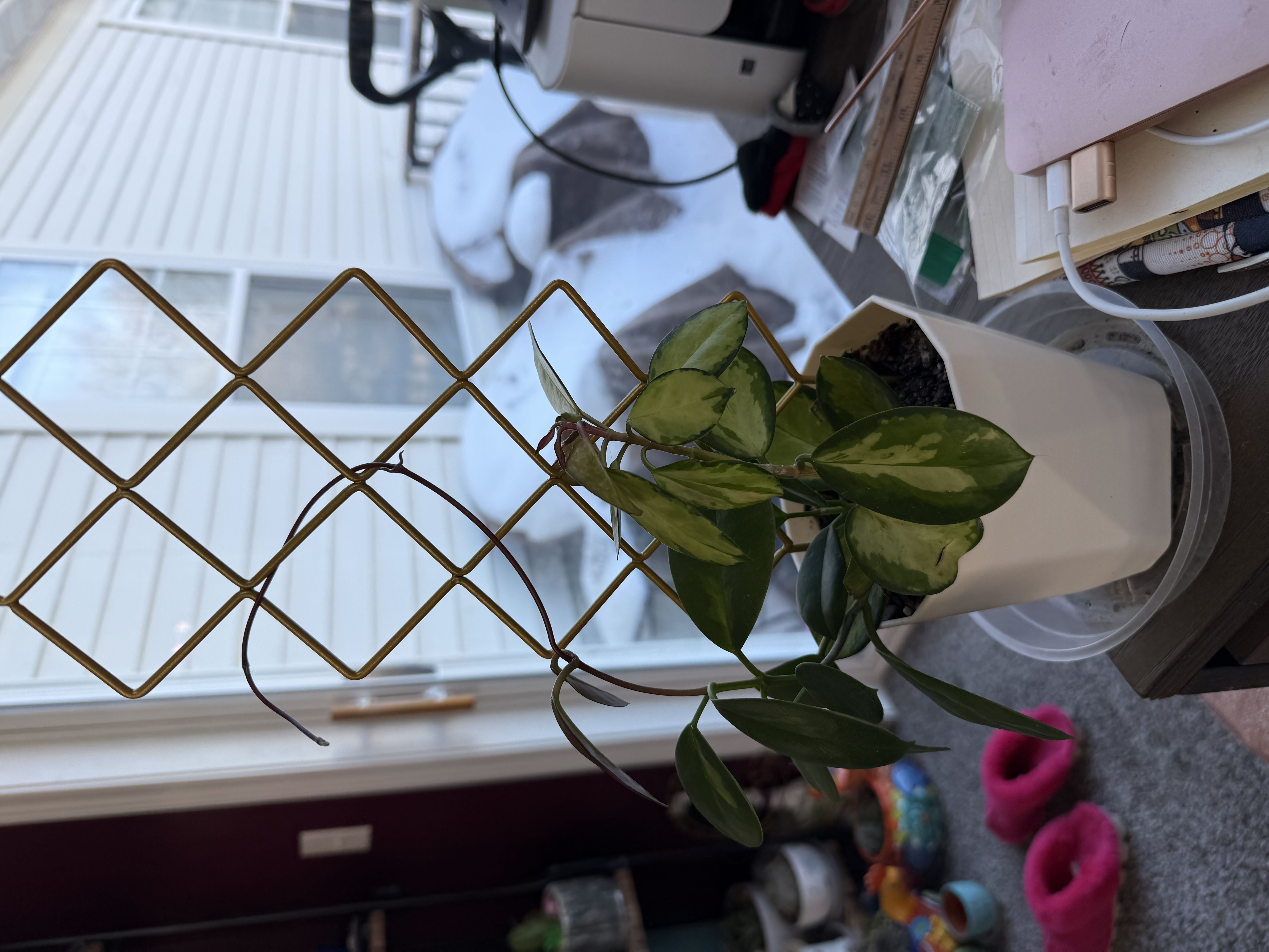 Photo from the post