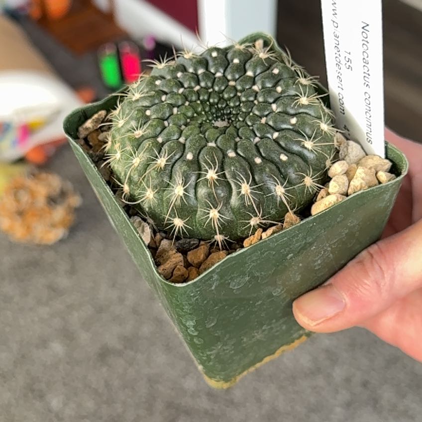 Photo of the plant species notocactus concinnus by @PricklyThumb named Minnie on Greg, the plant care app