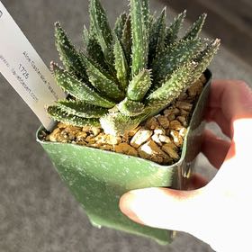 Photo of the plant species Aloe 'Tarantula' by @PricklyThumb named Spider Man on Greg, the plant care app