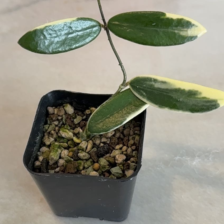 Photo of the plant species Hoya lyi by @PricklyThumb named Prism on Greg, the plant care app
