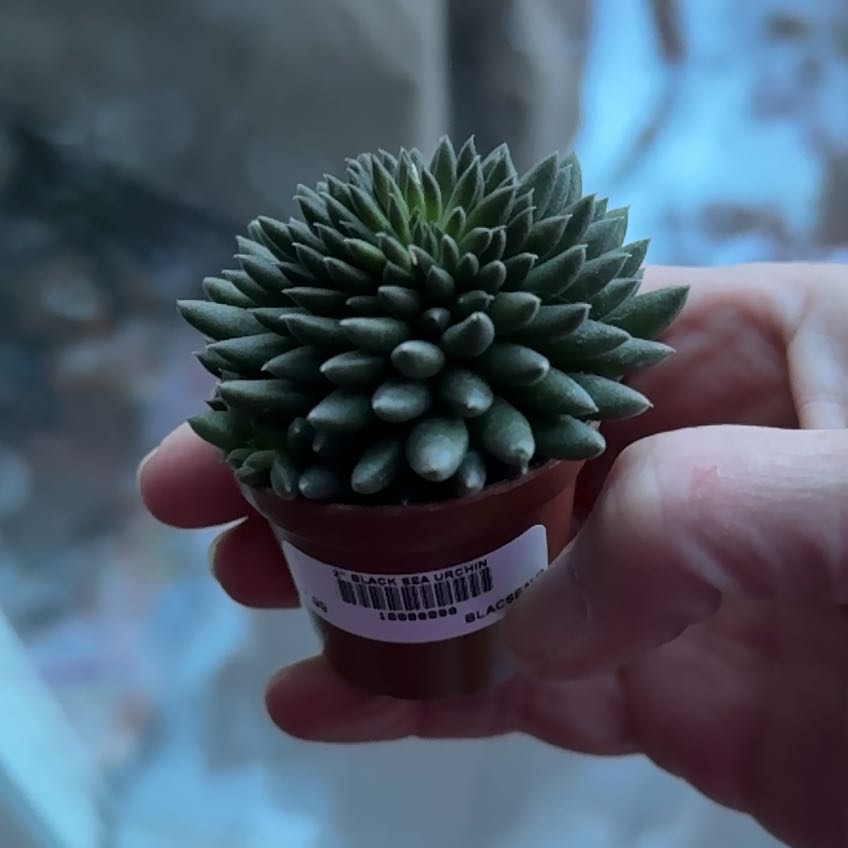 Photo of the plant species Chinese Jade by @PricklyThumb named Urchin on Greg, the plant care app