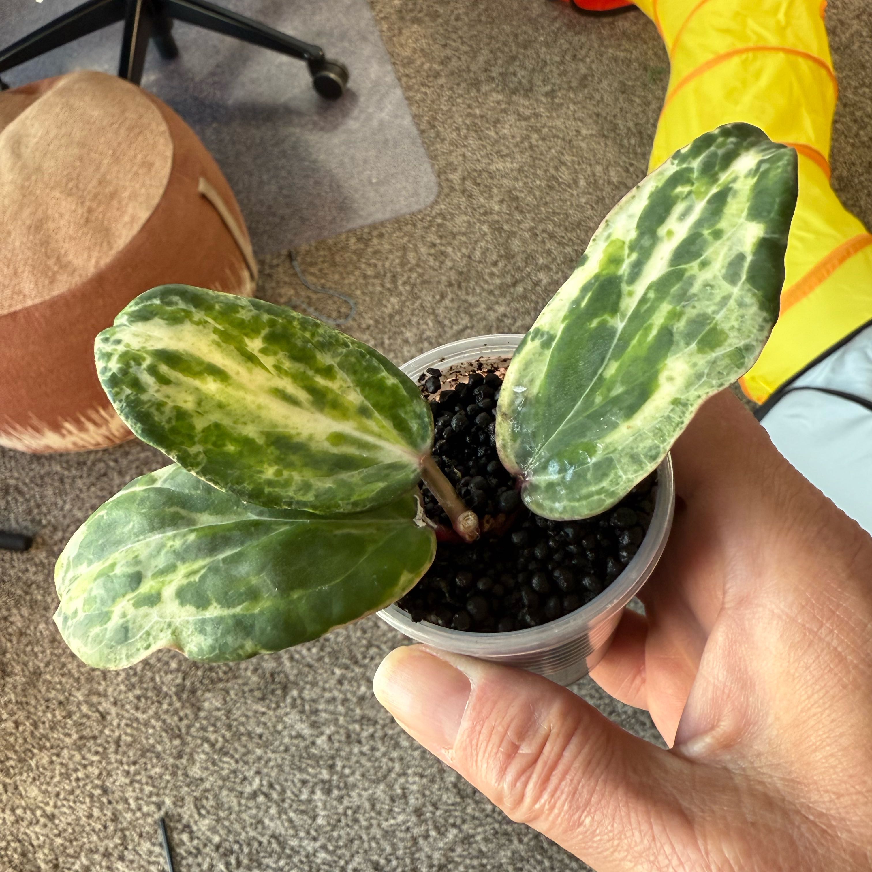 Photo of the plant species Hoya 'Swiffer's Dream' by @PricklyThumb named Swiffer’s Nightmare on Greg, the plant care app