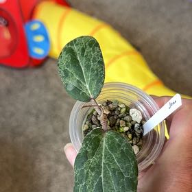 Photo of the plant species Hoya 'Swiffer's Dream' by @PricklyThumb named Swiffer’s Nightmare darker on Greg, the plant care app