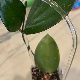 Photo of the plant species Hoya AH Battleground by @PricklyThumb named Chris on Greg, the plant care app