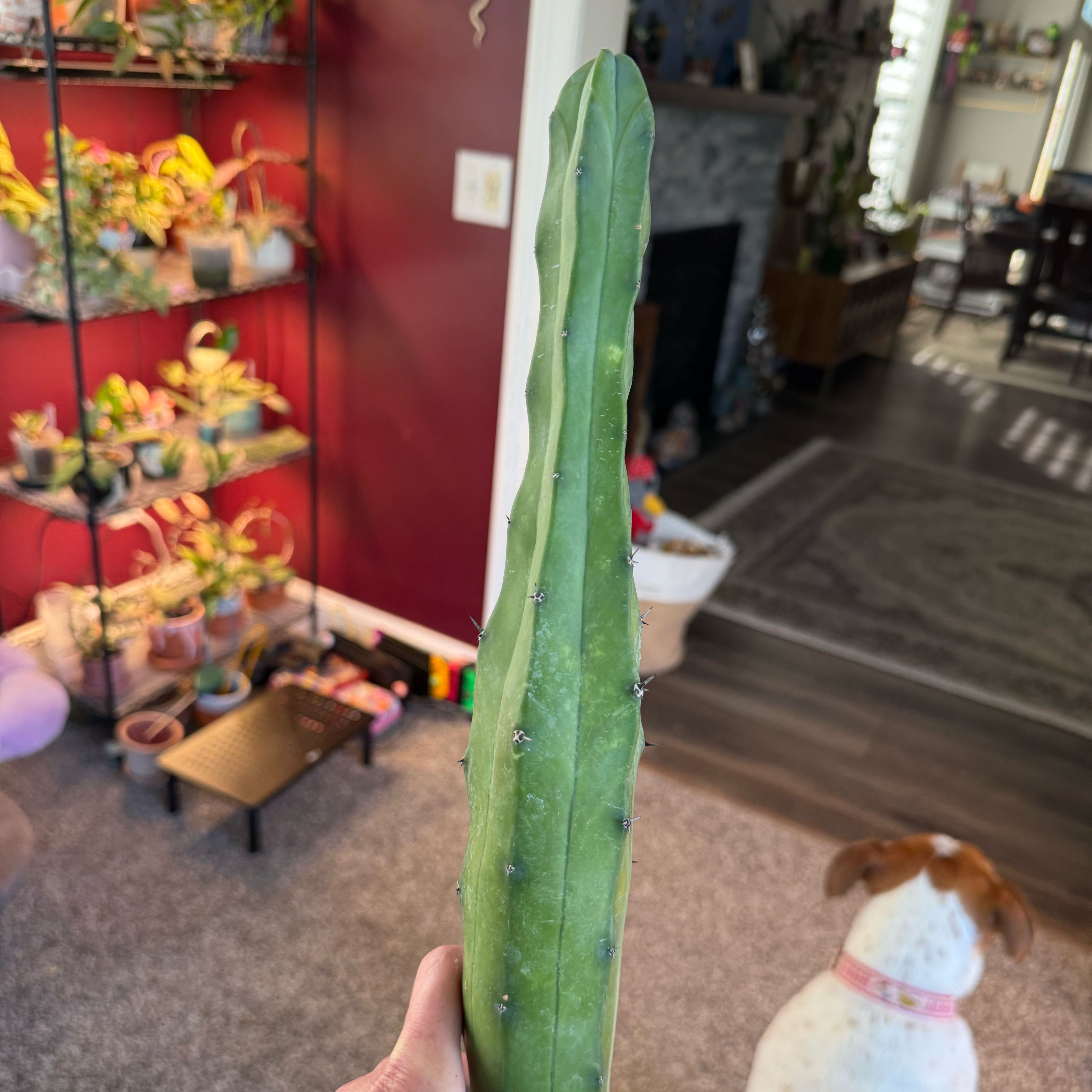 Photo of the plant species Blue Candle Cactus by @PricklyThumb named Gumby on Greg, the plant care app