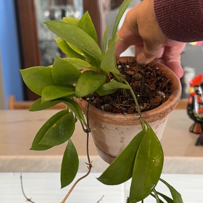 Photo of the plant species Hoya lucardenasiana by @PricklyThumb named RHM 030-11 lucardenasiana x sp. pola on Greg, the plant care app
