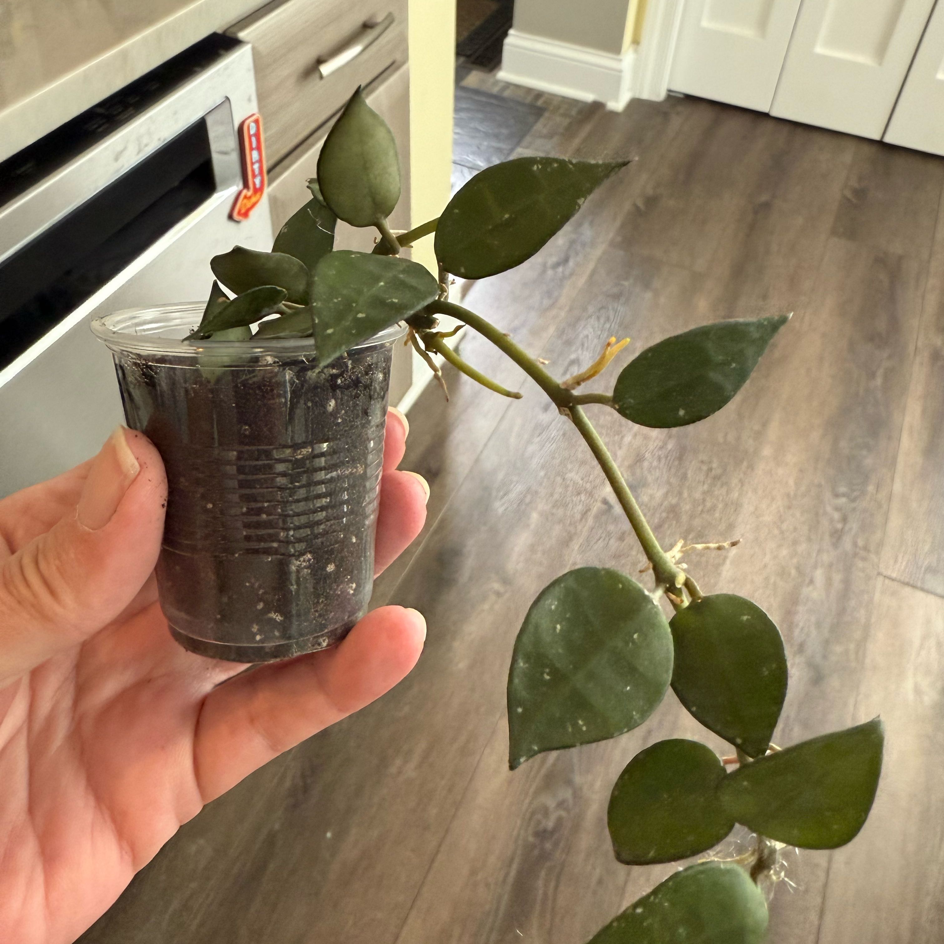 Photo of the plant species Hoya lacunosa x krohniana 'My Little Runaway' by @PricklyThumb named My Little Runaway RHM-023-01 on Greg, the plant care app