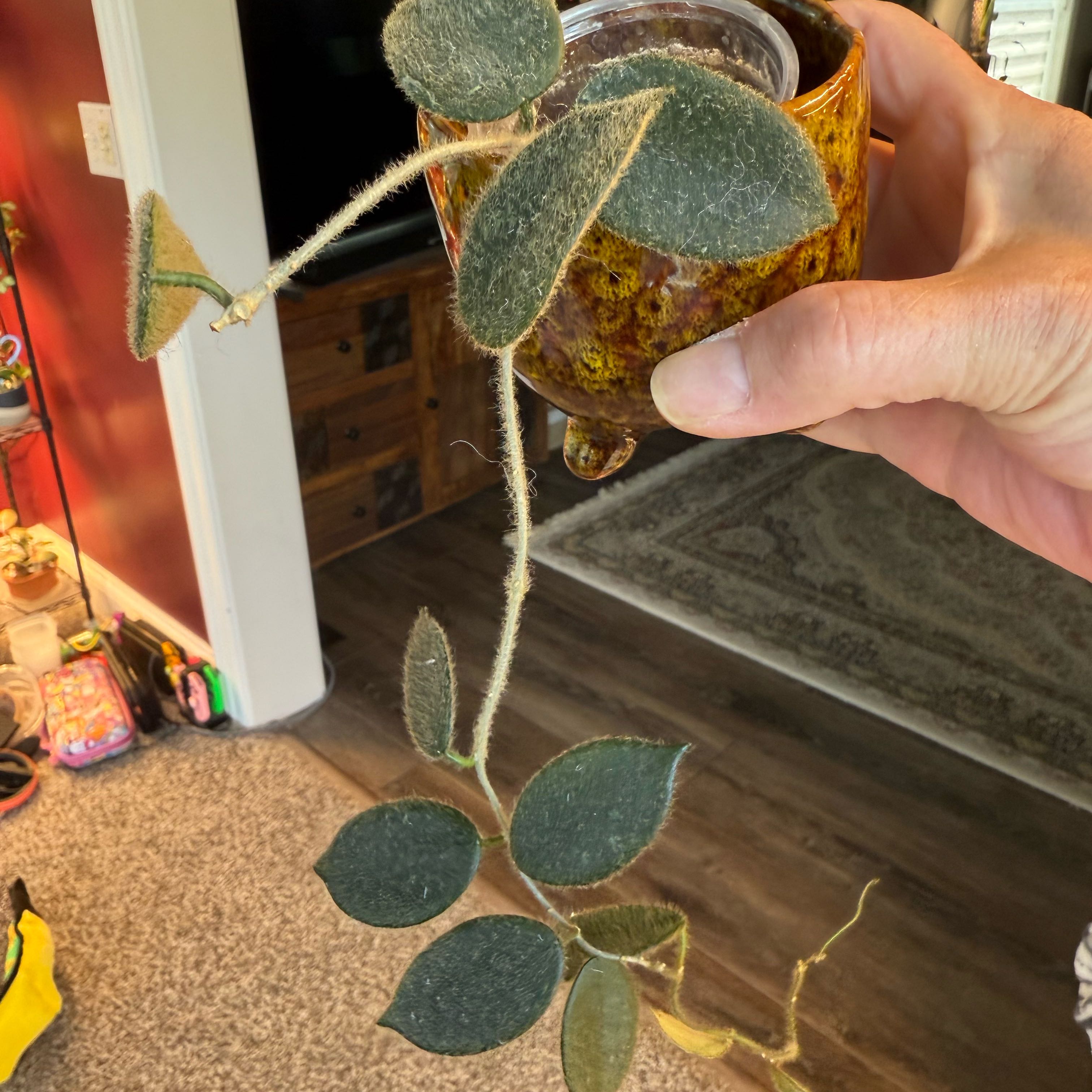 Photo of the plant species Hoya thomsonii pink by @PricklyThumb named Fozzie on Greg, the plant care app