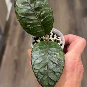 Photo of the plant species Hoya sp. Aceh 'Dragon Egg'\ by @PricklyThumb named Drogon on Greg, the plant care app