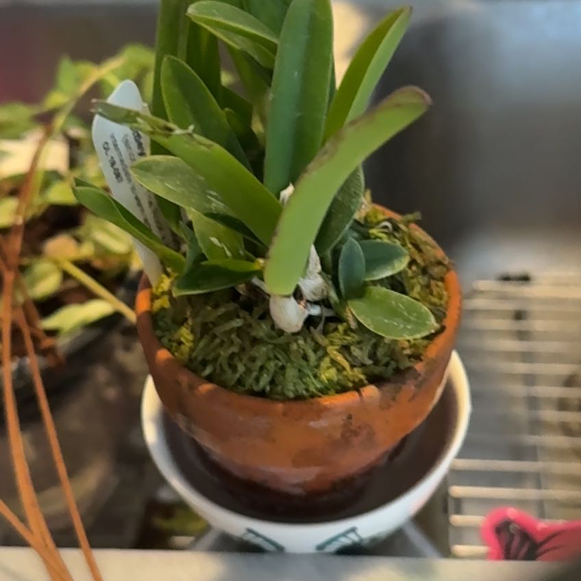Photo of the plant species Jonghe's Cattleya by @PricklyThumb named Happy Memory on Greg, the plant care app