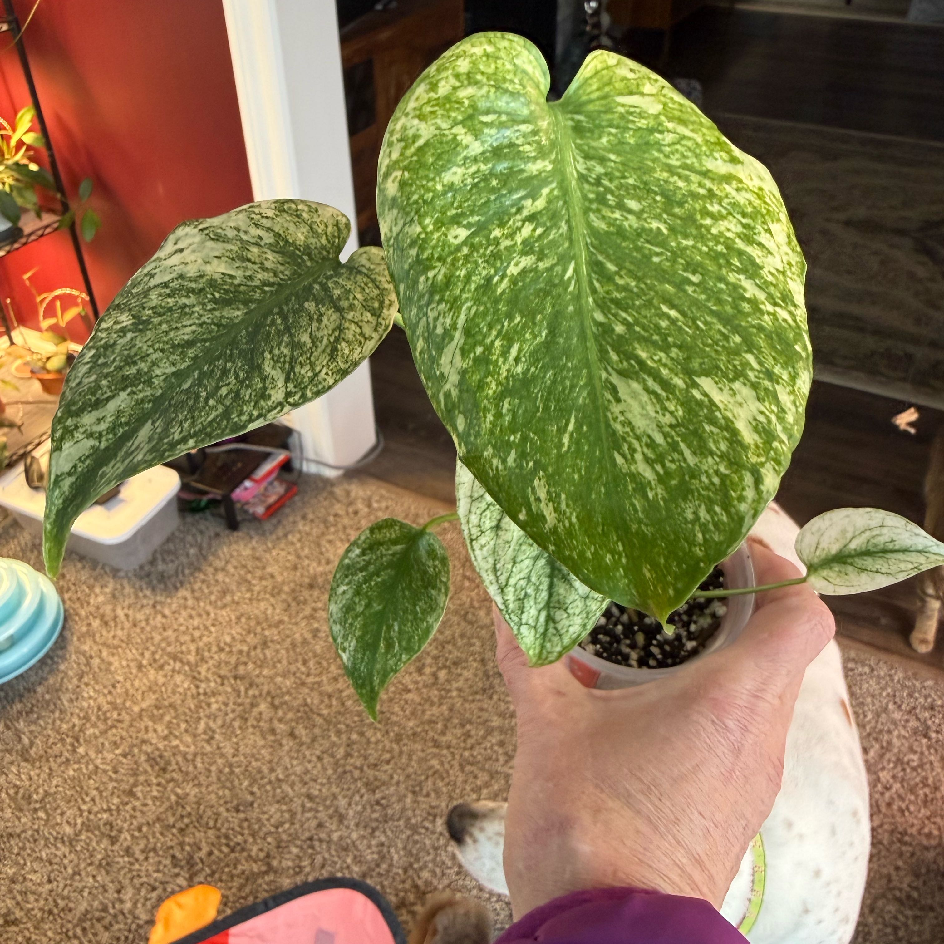 Photo of the plant species Monstera 'Mint' by @PricklyThumb named Jungle Mint on Greg, the plant care app