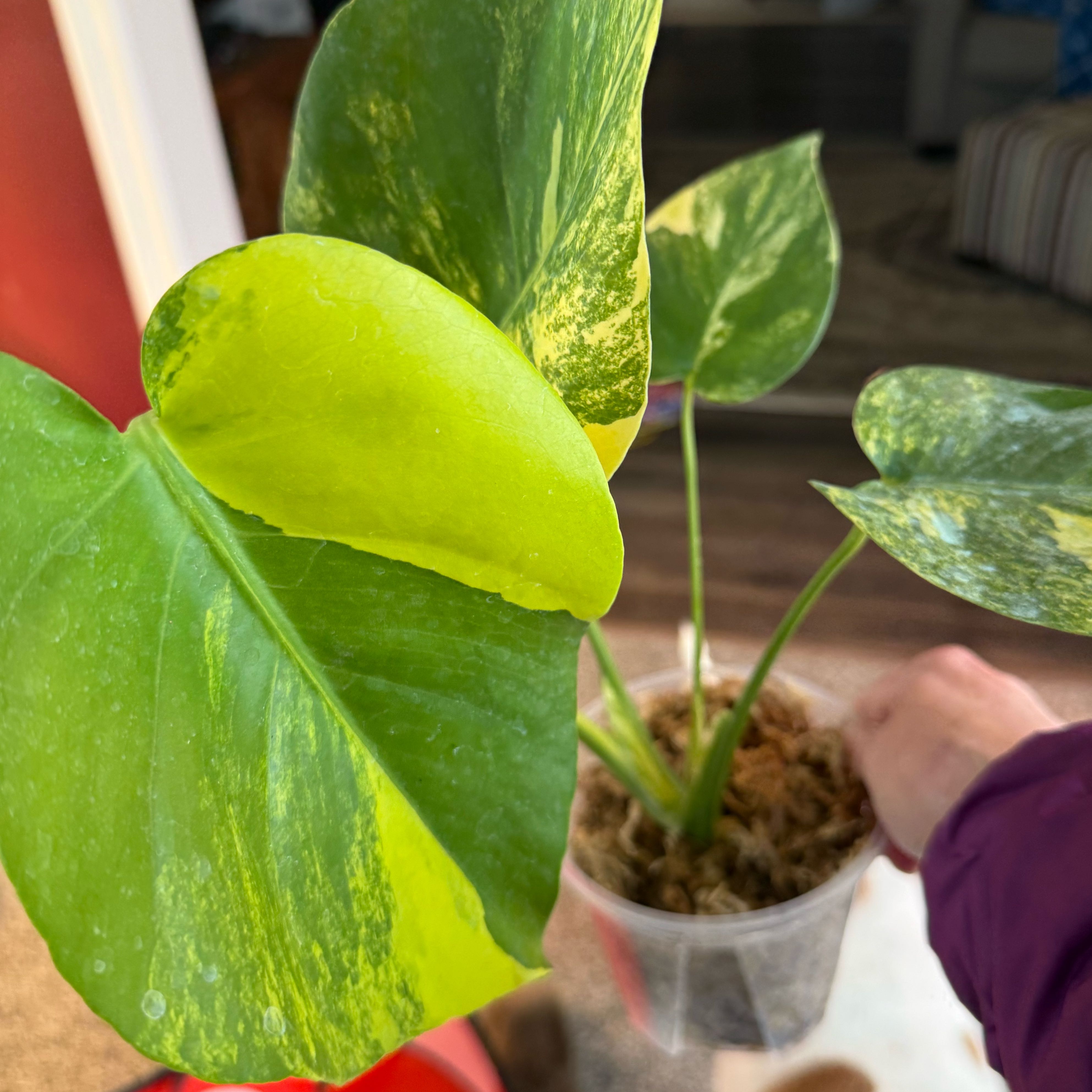 Photo of the plant species Monstera 'Yellow Marilyn' by @PricklyThumb named Marilyn on Greg, the plant care app