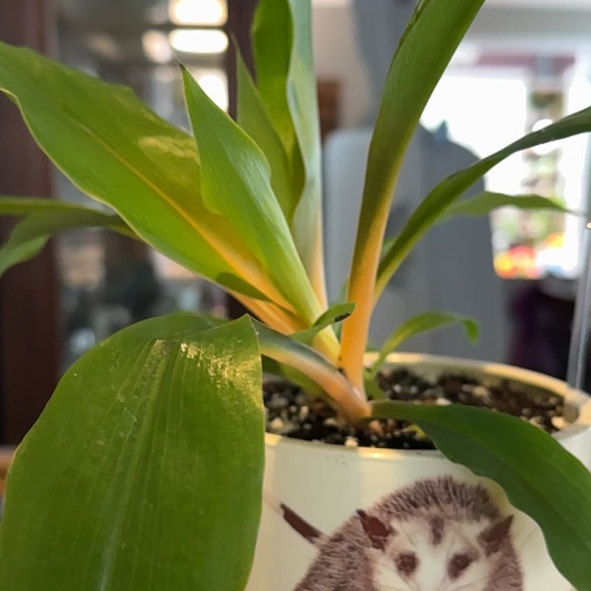 Photo of the plant species Chlorophytum 'Fire Flash' by @PricklyThumb named Spice Girl on Greg, the plant care app