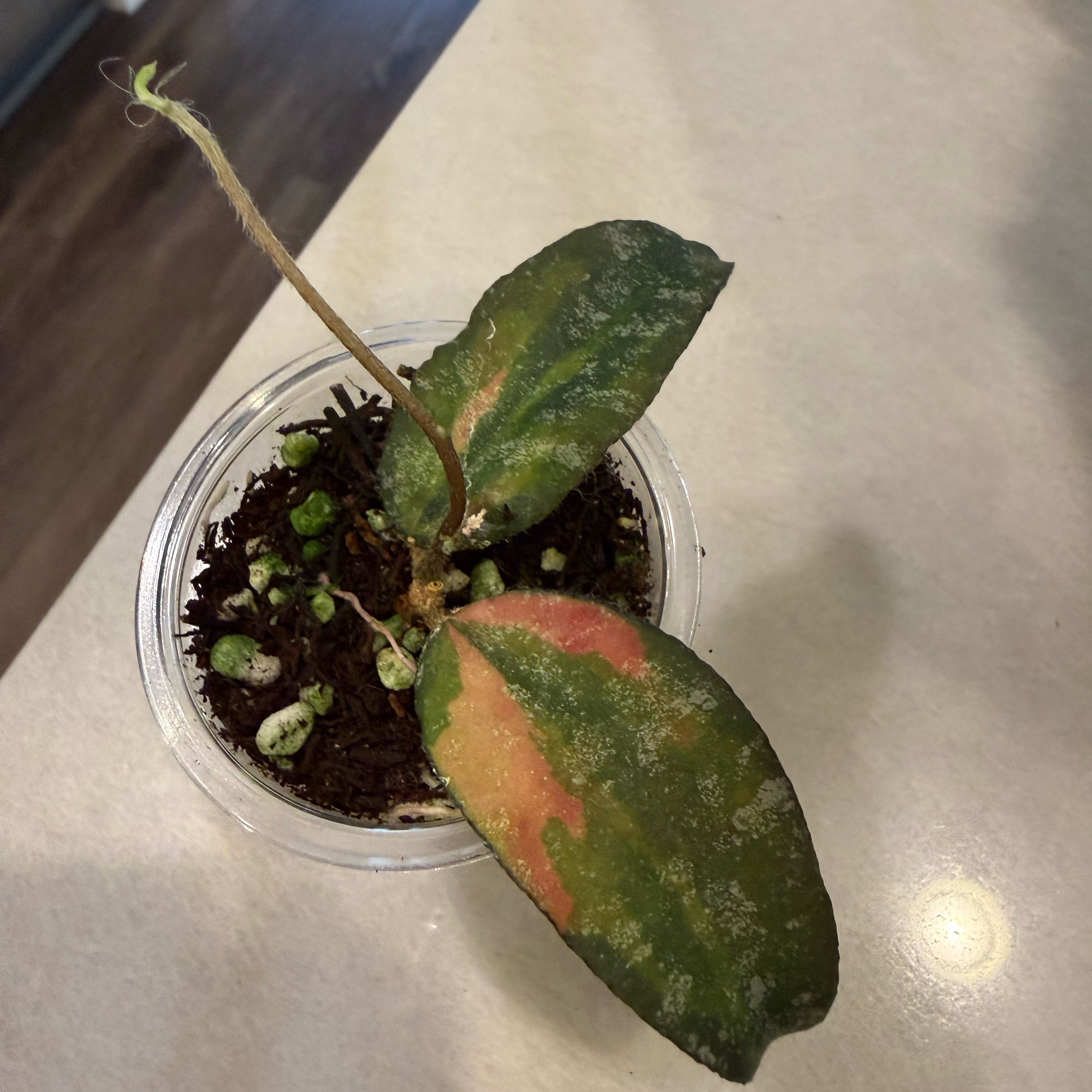 Photo of the plant species Hoya caudata 'Silver' by @PricklyThumb named Variegated on Greg, the plant care app