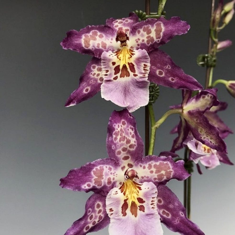 Photo of the plant species Wilhelmara Shibumi 'Purple Rain' by @PricklyThumb named Prince on Greg, the plant care app