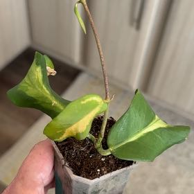 Photo of the plant species Hoya pimenteliana by @PricklyThumb named Inner variegated on Greg, the plant care app