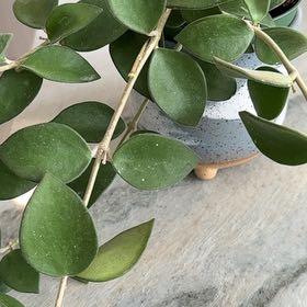 Photo of the plant species Hoya nummularioides by @PricklyThumb named Penny on Greg, the plant care app