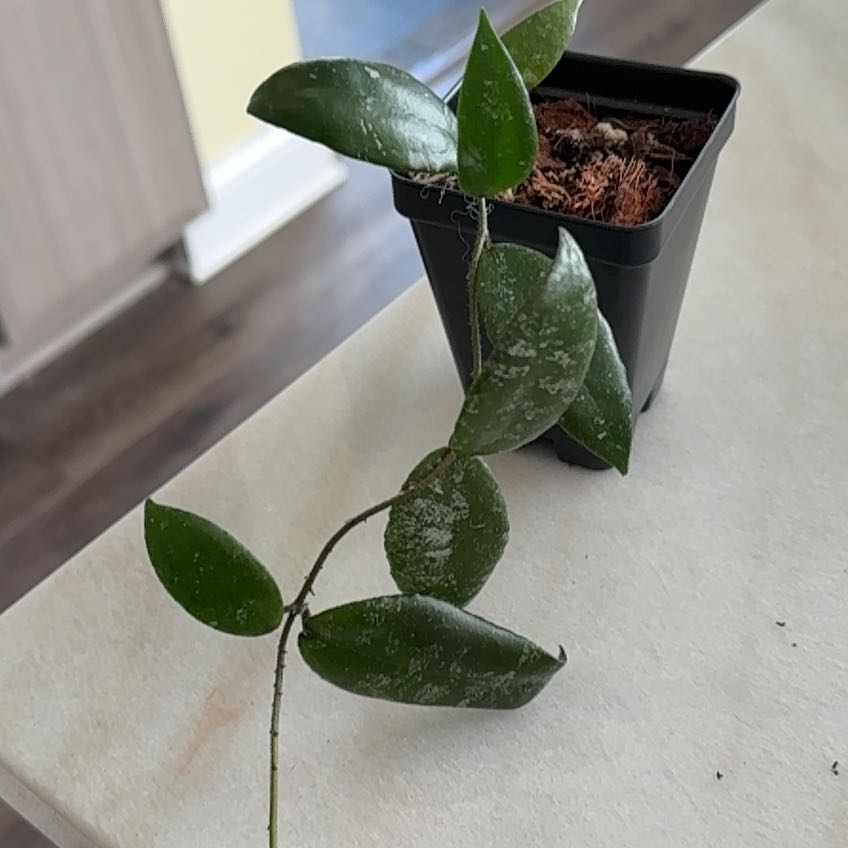 Photo of the plant species Hoya caudata sp. Mentawai by @PricklyThumb named Cap on Greg, the plant care app