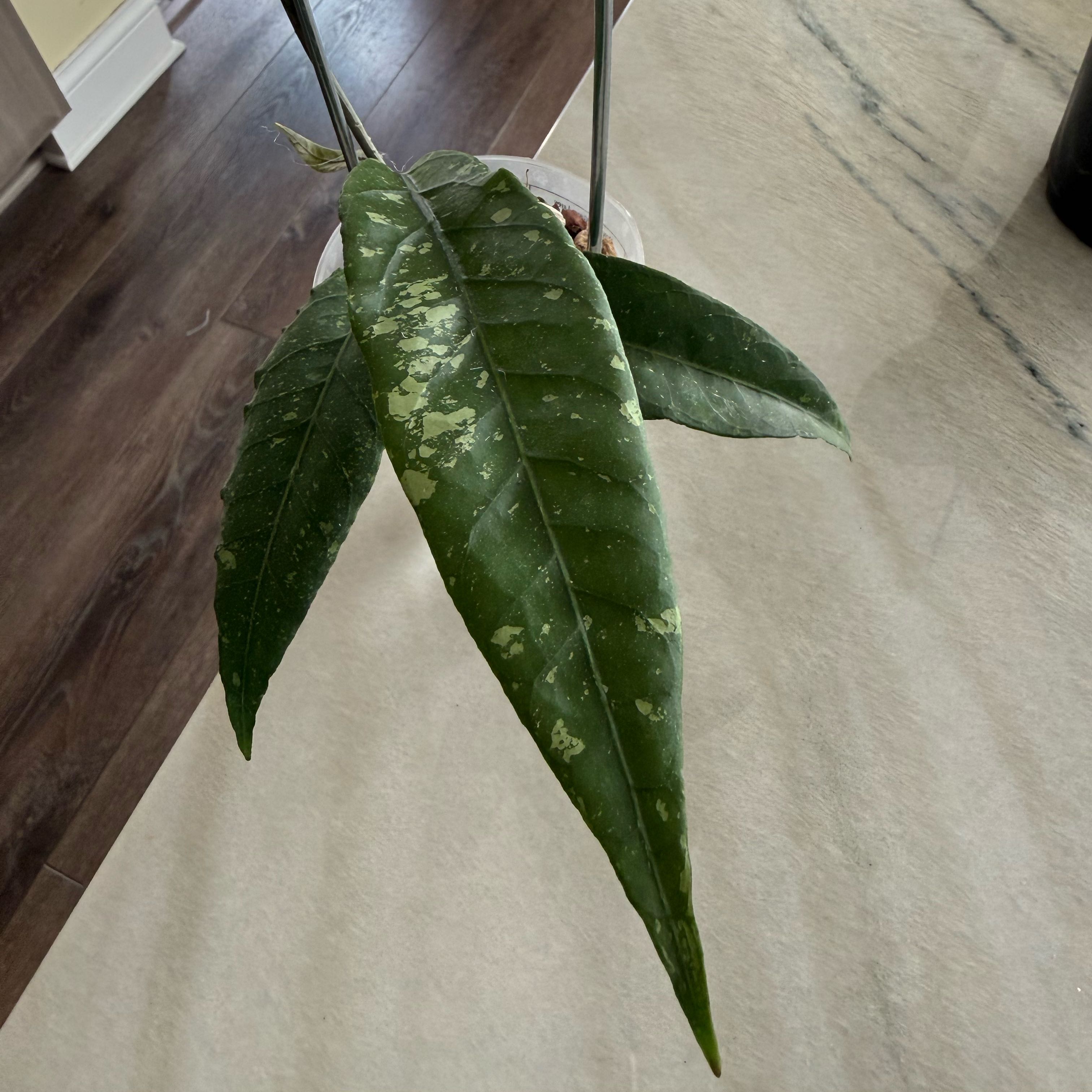 Photo of the plant species Hoya 'Aceh Gayo Lues' by @PricklyThumb named Manatahan on Greg, the plant care app