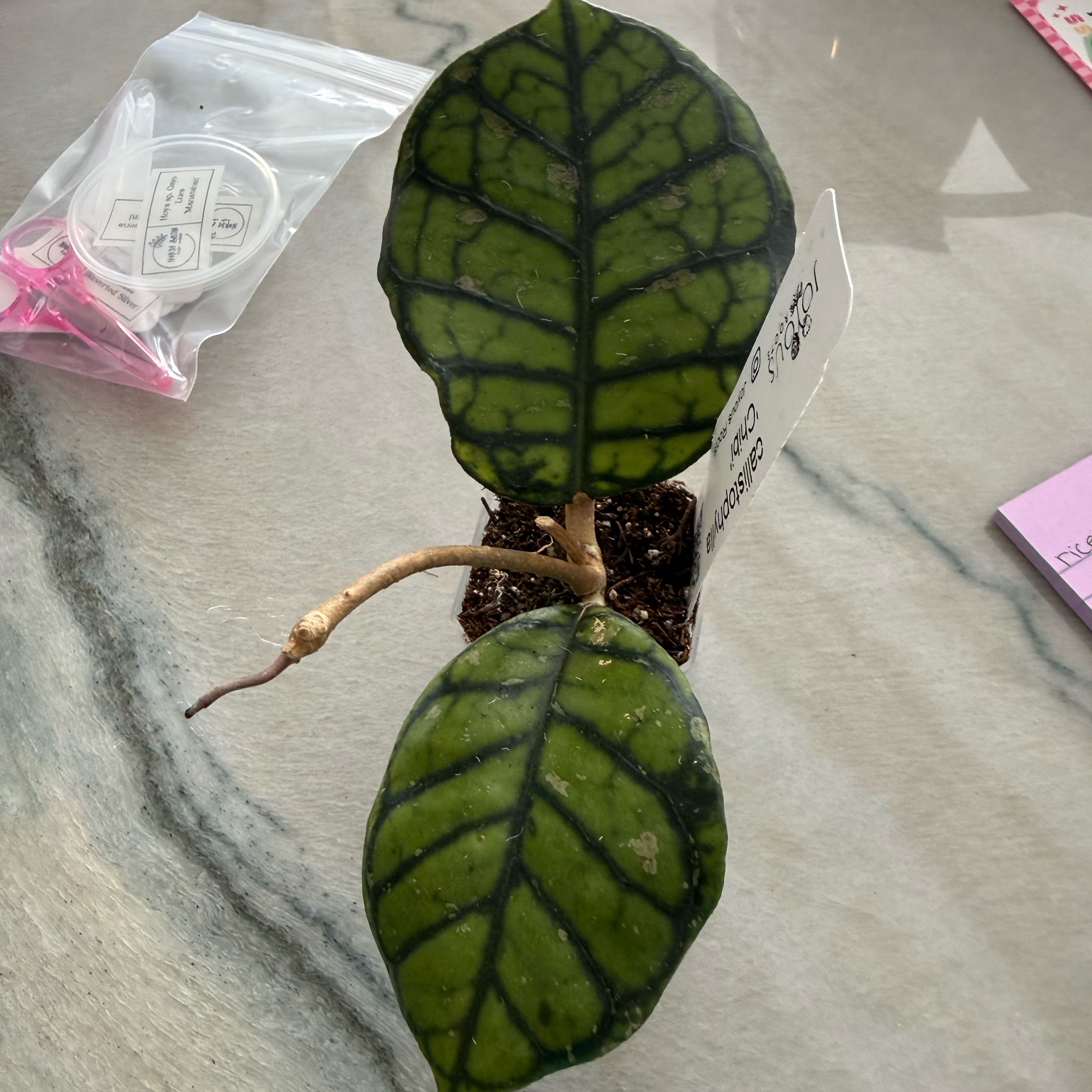 Photo of the plant species Hoya callistophylla 'Chibi' by @PricklyThumb named Chibi on Greg, the plant care app