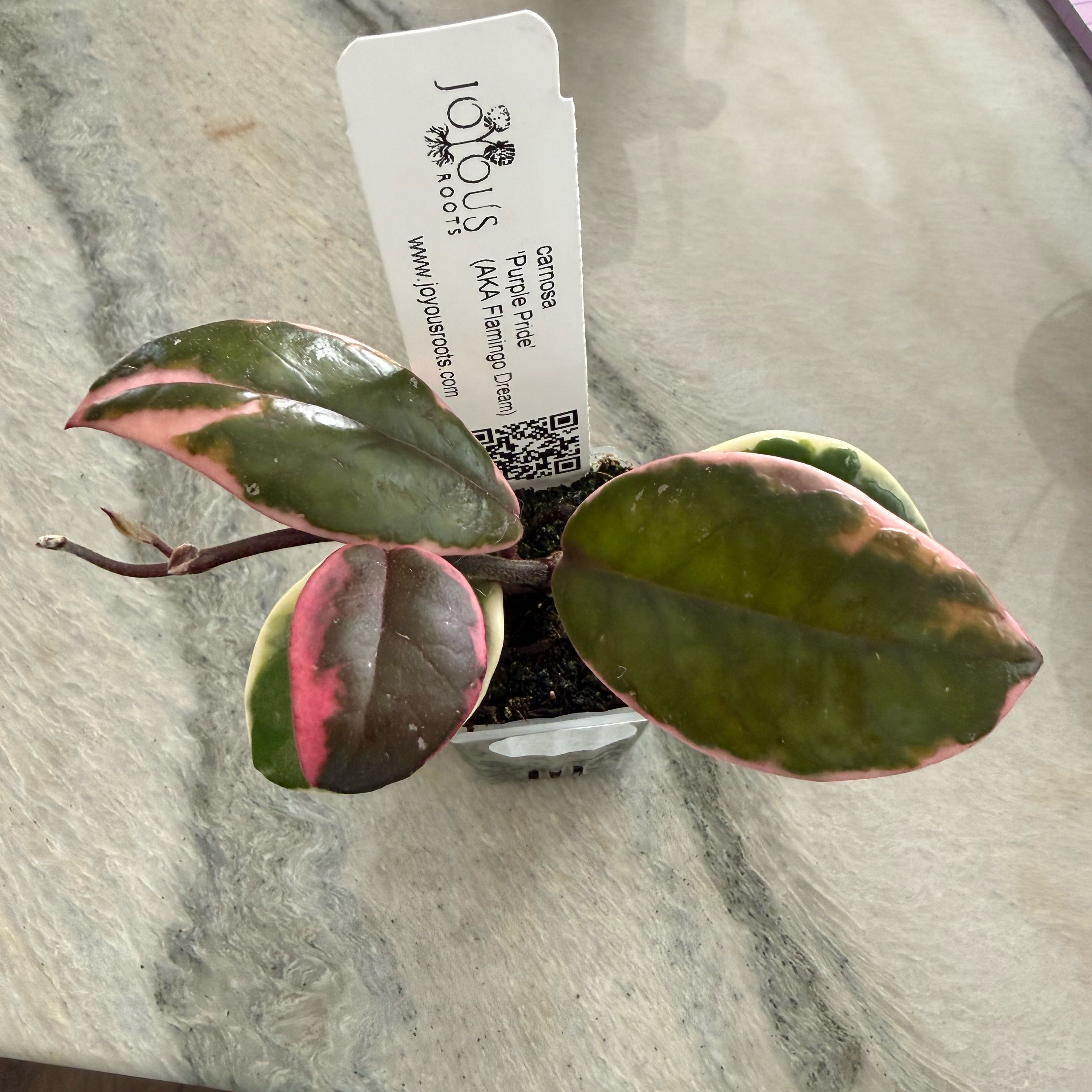 Photo of the plant species Hoya 'Purple Pride' by @PricklyThumb named Prince on Greg, the plant care app