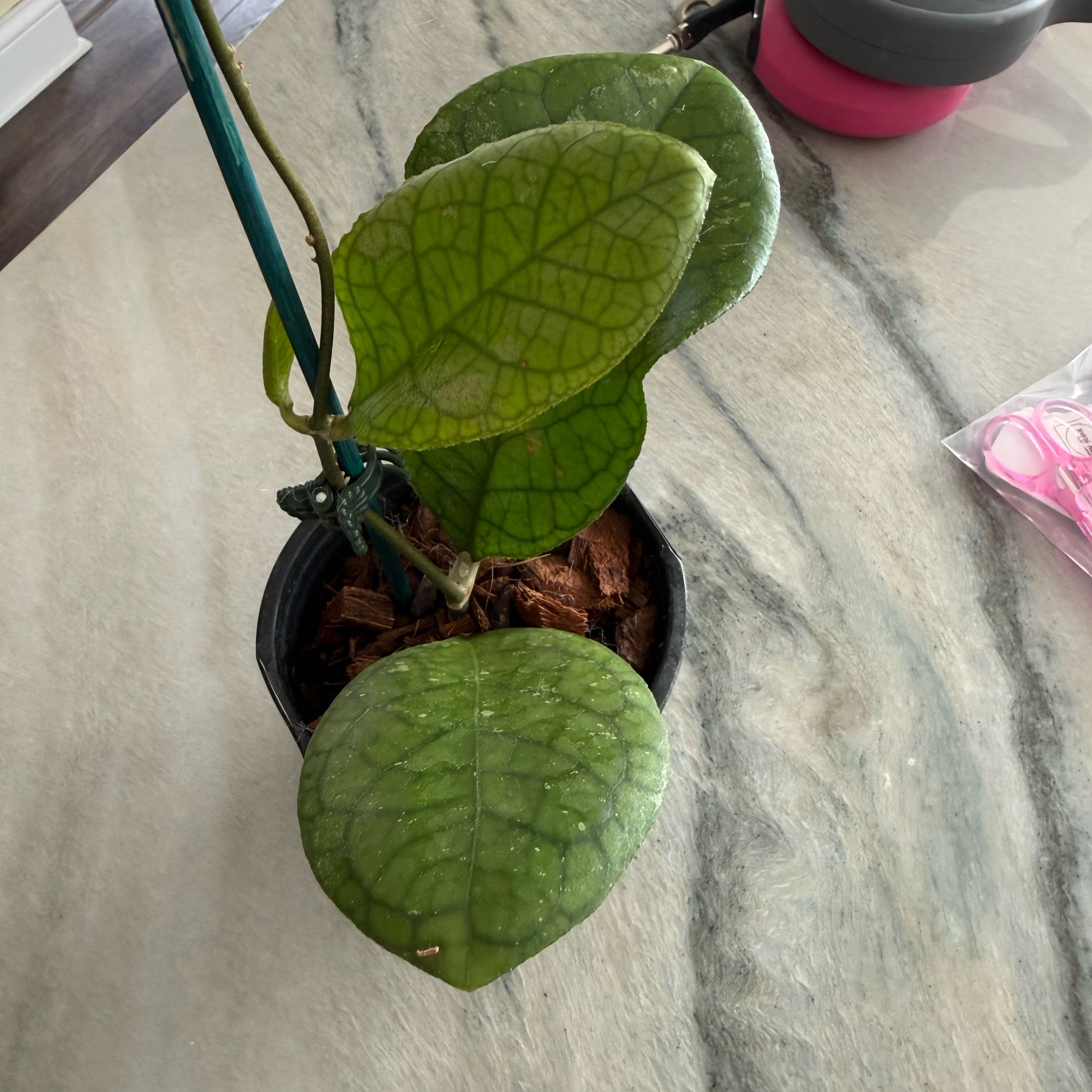 Photo of the plant species Hoya Tanggamus by @PricklyThumb named Round Leaf on Greg, the plant care app