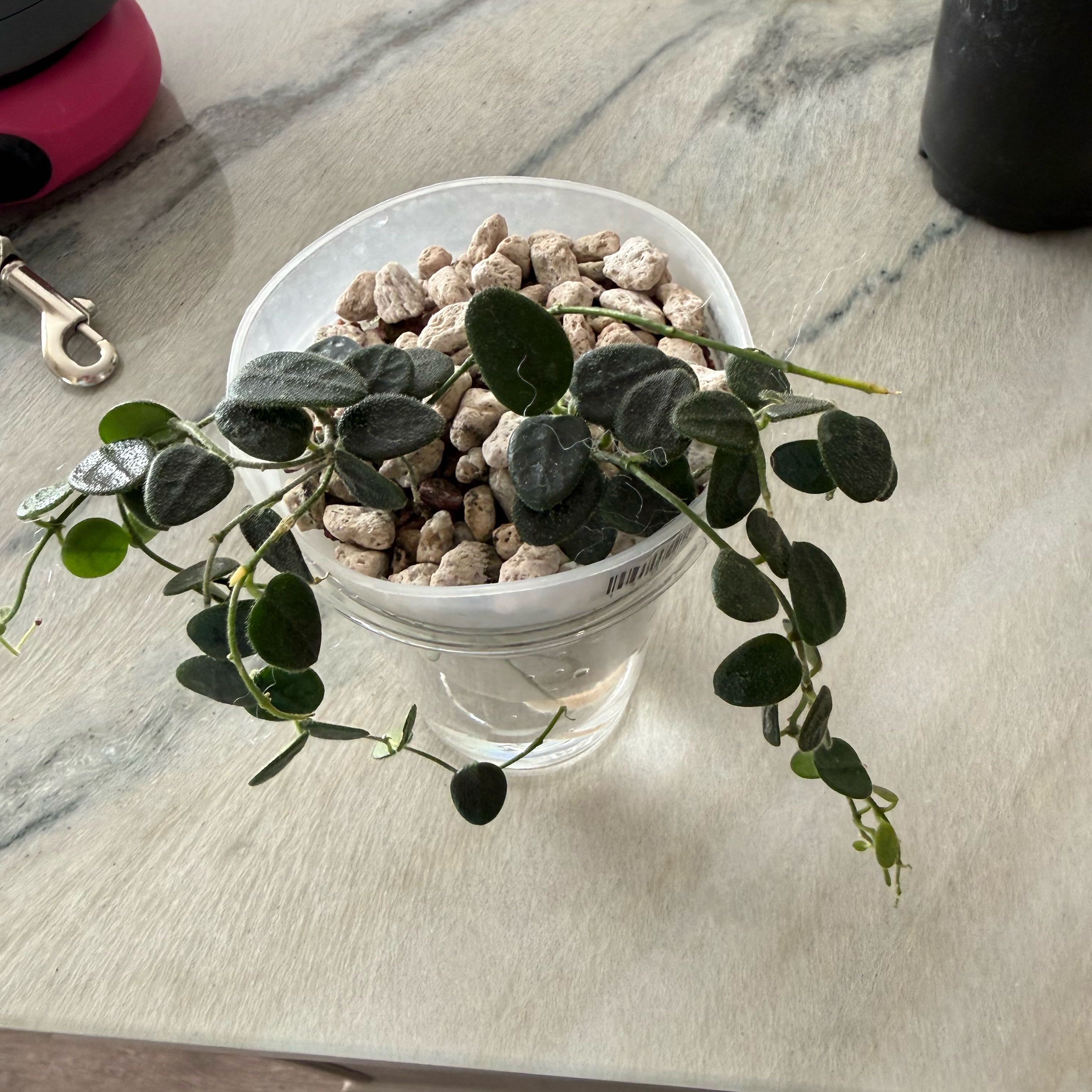 Photo of the plant species Pink Wax Flower by @PricklyThumb named Serpens Vietnam on Greg, the plant care app