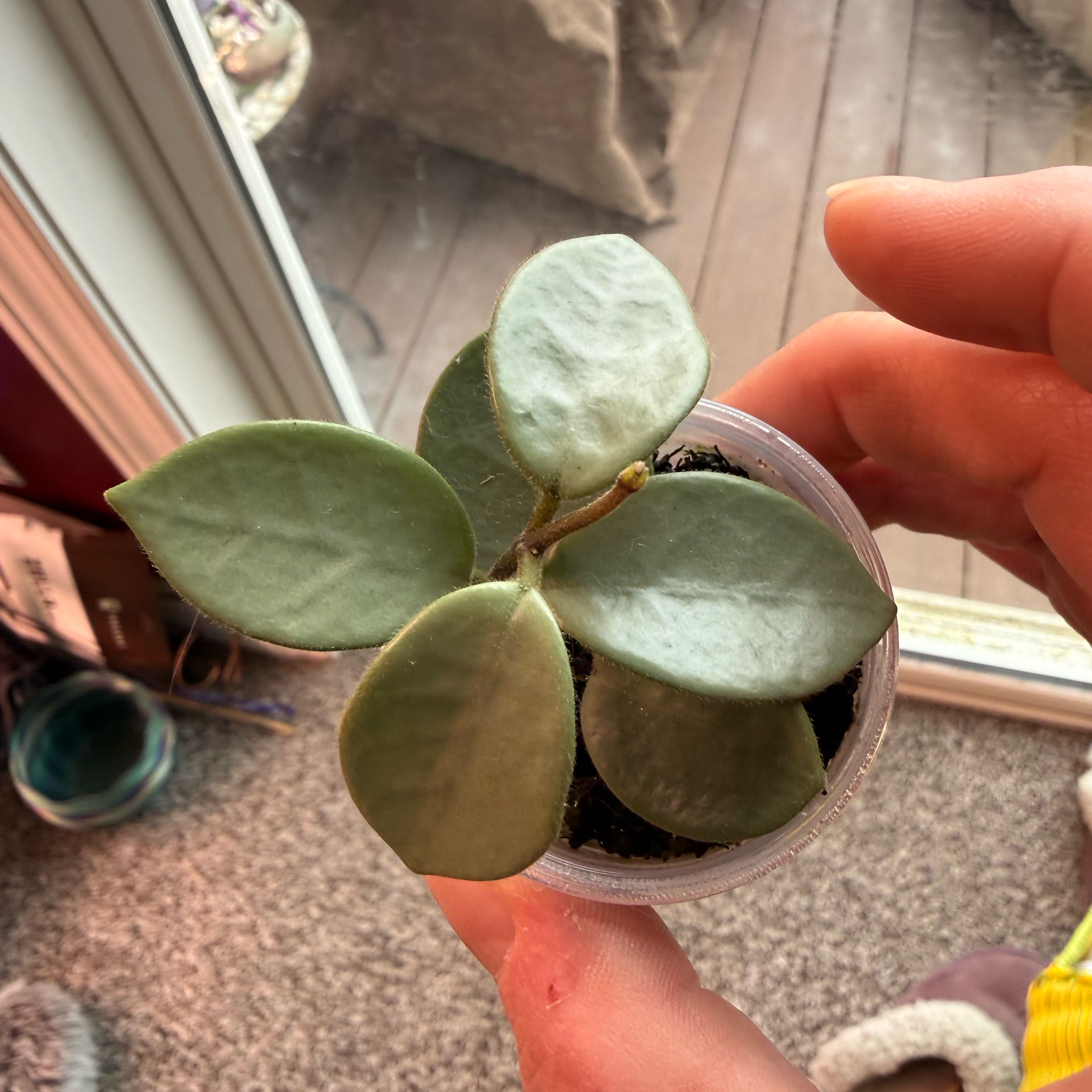 Photo of the plant species Hoya 'Grey Fairy' by @PricklyThumb named Tinker Bell on Greg, the plant care app